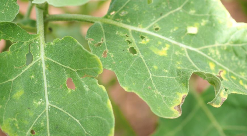 6 причин, почему листья баклажанов летом желтеют, вянут и скручиваются