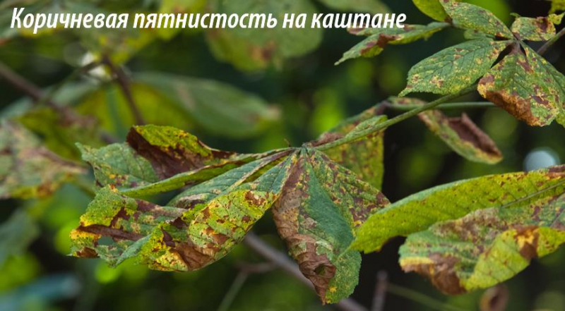 Болезни и вредители каштана: что делать если у каштана пожелтели листья