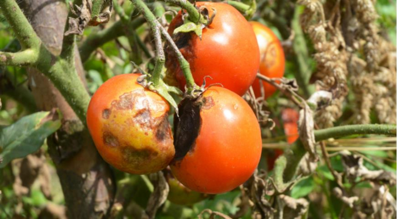 Фитофтора, фитофтороз томатов и картофеля: профилактика и лечение