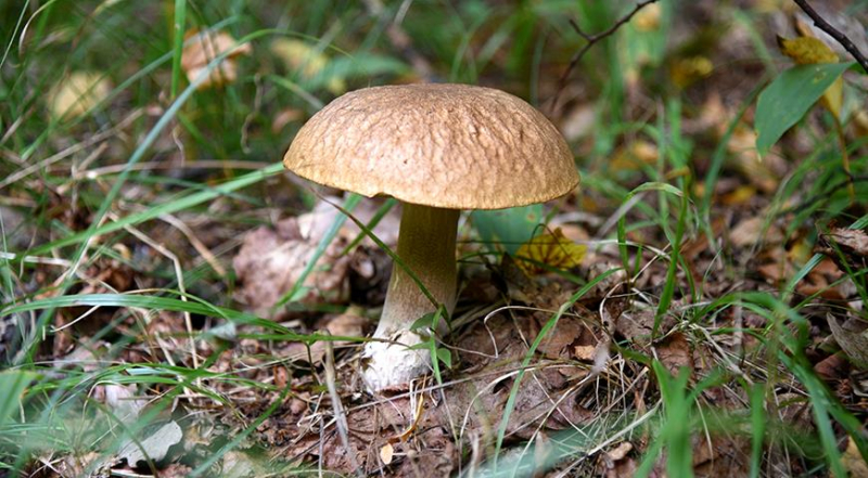 Грибной сезон стартовал: самые вкусные лесные грибы и рецепты с ними
