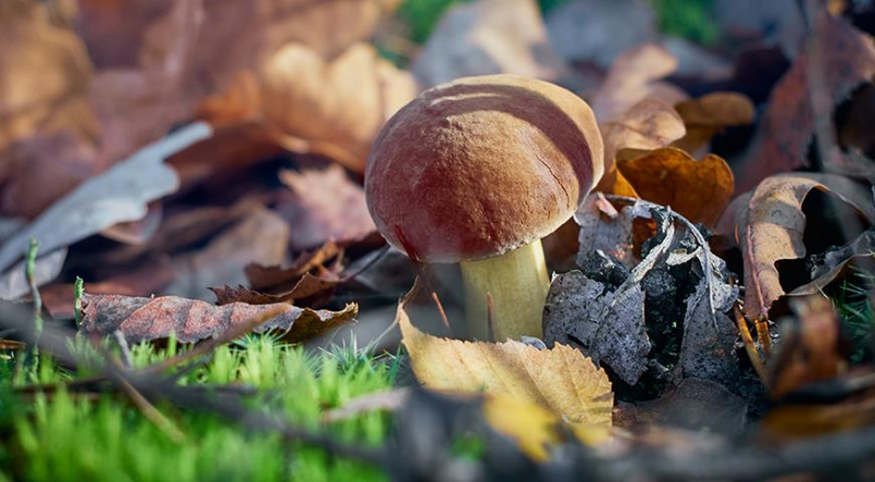 Грибной сезон стартовал: самые вкусные лесные грибы и рецепты с ними