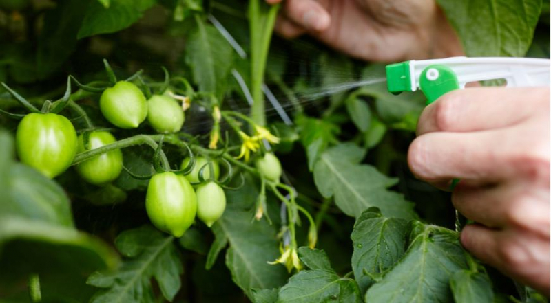 Как использовать листья томатов: спрей от тли и черной пятнистости и другие интересные способы