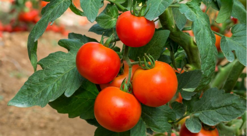 Как использовать листья томатов: спрей от тли и черной пятнистости и другие интересные способы