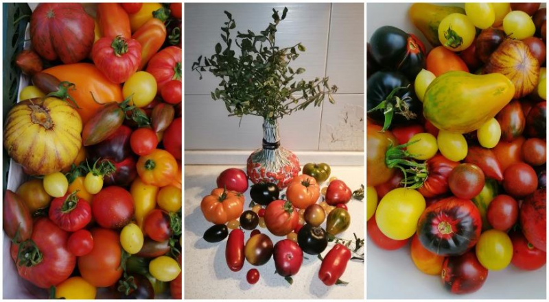 Как покупать семена томатов через интернет: секреты и хитрости удачных покупок