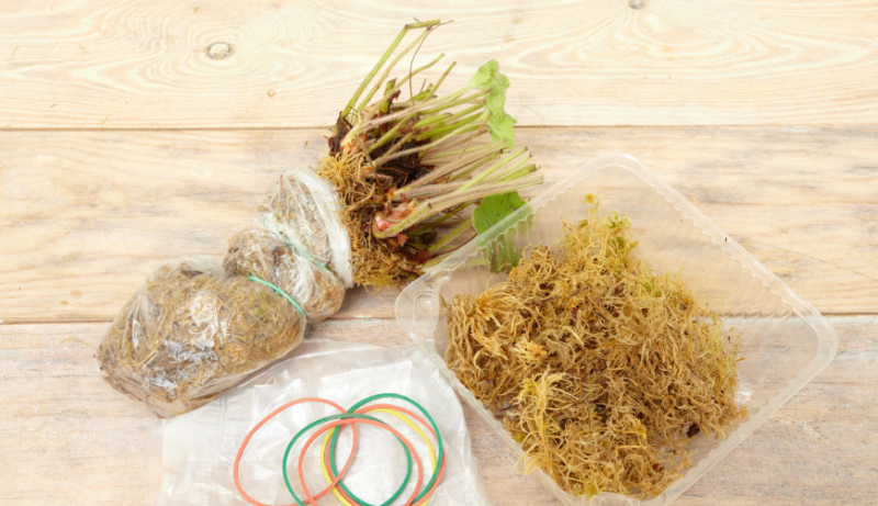 Как заготовить и использовать мох сфагнум в саду, в огороде и дома