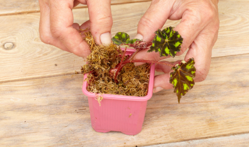Как заготовить и использовать мох сфагнум в саду, в огороде и дома