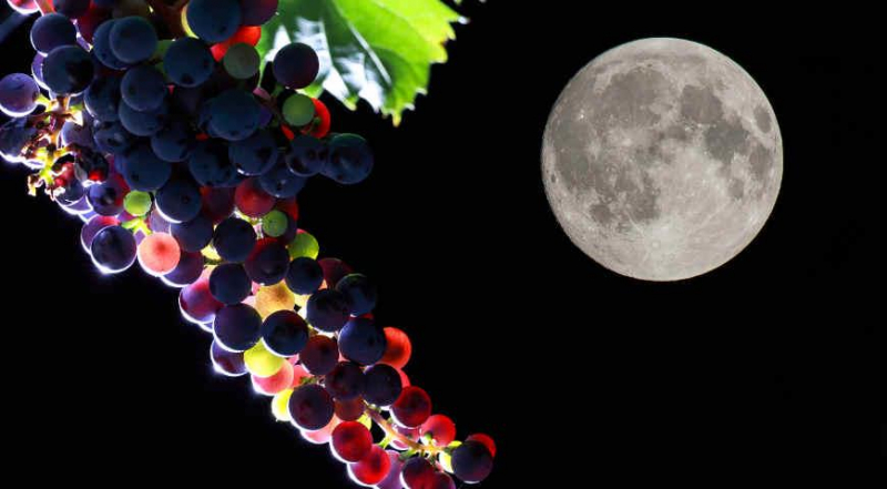 Лунный посевной календарь садовода, цветовода и огородника на сентябрь 2023 года