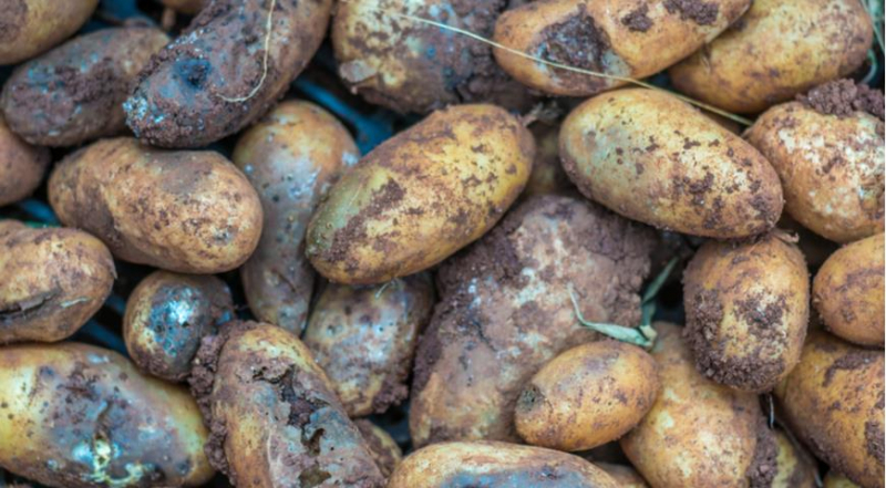 Можно ли есть картофель и помидоры, пораженные фитофторозом?