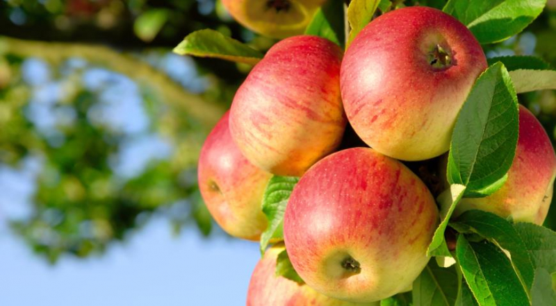 Обрезка старых плодовых деревьев или реставрация старых яблонь и груш