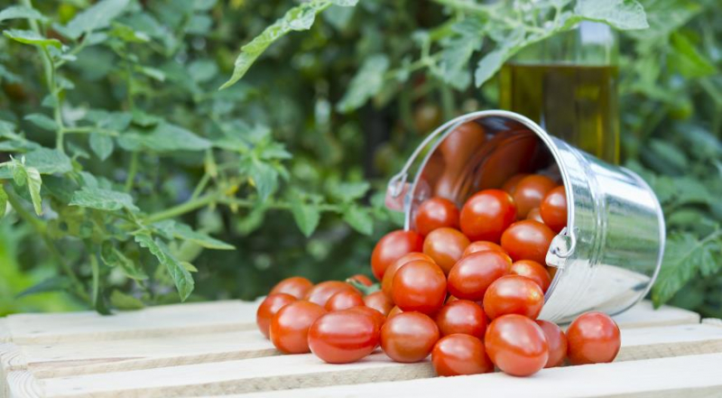 Почему помидоры вырастают с пятнами, пустые внутри или искривленные