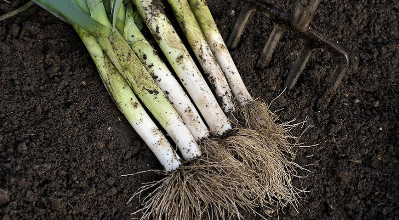 Пора копать лук-порей: все секреты уборки и хранения урожая