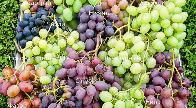 Теплица для винограда: секреты выращивания винограда в северных регионах от Виктора Дерюгина