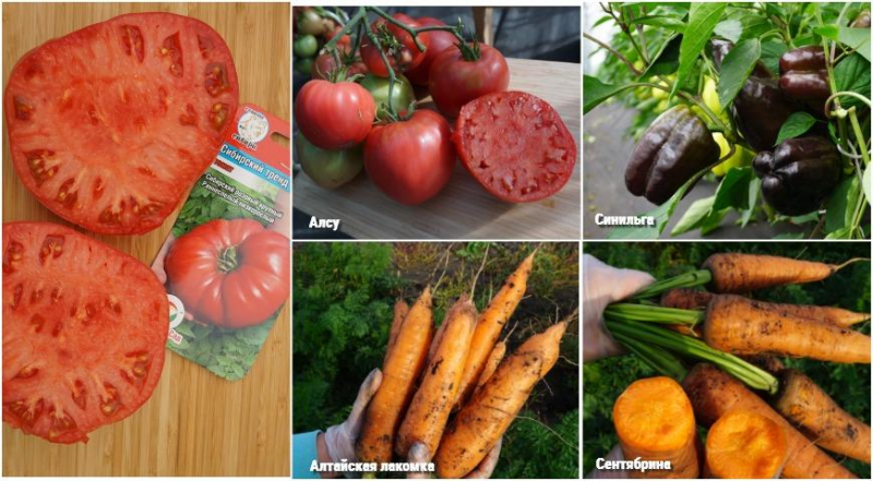 Выбираем самые урожайные овощи на сезон 2024: лучшие сорта